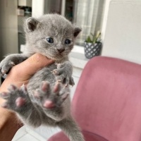 Scottish Fold, Kedi  TEKİR fotoğrafı