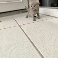 Scottish Fold, Kedi  TEKİR fotoğrafı