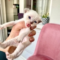 Scottish Fold, Kedi  TEKİR fotoğrafı