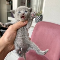 Scottish Fold, Kedi  TEKİR fotoğrafı