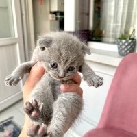 Scottish Fold, Kedi  TEKİR fotoğrafı