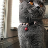 British Shorthair, Kedi  Lilloş fotoğrafı