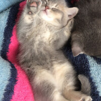 British Shorthair, Kedi  Ares fotoğrafı