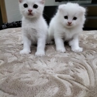 Scottish Fold, Kedi  Scotisfold fotoğrafı