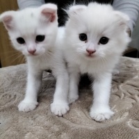 Scottish Fold, Kedi  Scotisfold fotoğrafı
