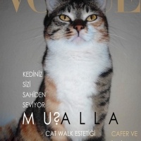 Tekir Kedi, Kedi  Mualla fotoğrafı