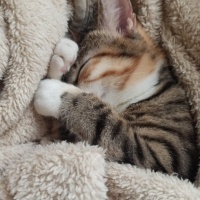 Tekir Kedi, Kedi  Mualla fotoğrafı
