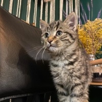 Tekir Kedi, Kedi  Mualla fotoğrafı