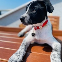 Pointer, Köpek  Şans fotoğrafı