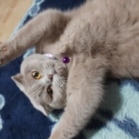 Scottish Fold, Kedi  duman misket fotoğrafı