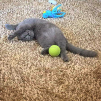 Scottish Fold, Kedi  duman misket fotoğrafı