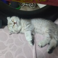 Scottish Fold, Kedi  Tarçın fotoğrafı