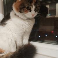 British Longhair, Kedi  Poncik fotoğrafı