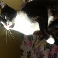 Tekir Kedi, Kedi  Leydi fotoğrafı