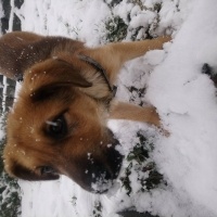 Golden Retriever, Köpek  yogi fotoğrafı
