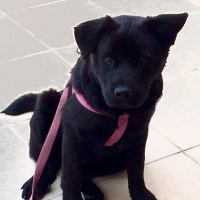 Chow Chow (çin Aslanı), Köpek  LİNDA fotoğrafı