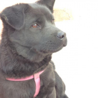 Chow Chow (çin Aslanı), Köpek  LİNDA fotoğrafı