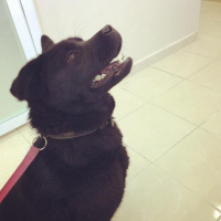 Chow Chow (çin Aslanı), Köpek  LİNDA fotoğrafı