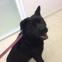 Chow Chow (çin Aslanı), Köpek  LİNDA fotoğrafı