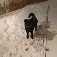 Chow Chow (çin Aslanı), Köpek  LİNDA fotoğrafı