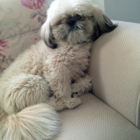 Shih Tzu, Köpek  Mokako fotoğrafı