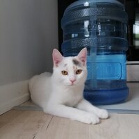 Ankara Kedisi, Kedi  Neriman fotoğrafı