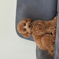 Poodle(Standart Kaniş), Köpek  Lilly fotoğrafı