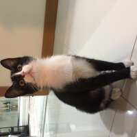 Tuxedo (Smokin) Kedi, Kedi  Gulya fotoğrafı