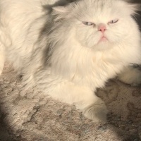 İran Kedisi (Persian), Kedi  Bulut bey fotoğrafı