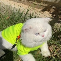 İran Kedisi (Persian), Kedi  Bulut bey fotoğrafı