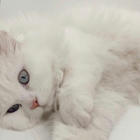 İran Kedisi (Persian), Kedi  Bulut bey fotoğrafı