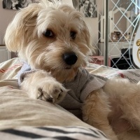 Poodle (Minyatür Kaniş), Köpek  LATTE fotoğrafı