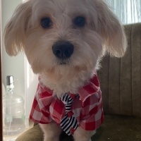 Poodle (Minyatür Kaniş), Köpek  LATTE fotoğrafı