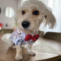 Poodle (Minyatür Kaniş), Köpek  LATTE fotoğrafı
