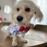 Poodle (Minyatür Kaniş), Köpek  LATTE fotoğrafı