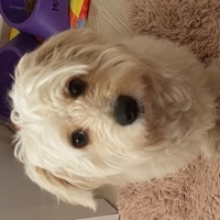 Poodle (Minyatür Kaniş), Köpek  LATTE fotoğrafı
