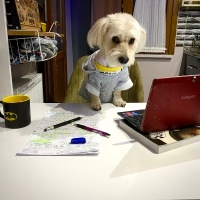 Poodle (Minyatür Kaniş), Köpek  LATTE fotoğrafı