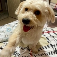 Poodle (Minyatür Kaniş), Köpek  LATTE fotoğrafı