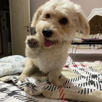 Poodle (Minyatür Kaniş), Köpek  LATTE fotoğrafı