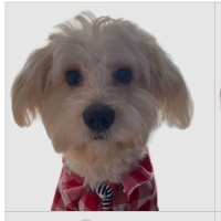 Poodle (Minyatür Kaniş), Köpek  LATTE fotoğrafı