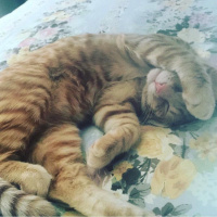 Tekir Kedi, Kedi  simba fotoğrafı