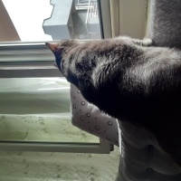 Tekir Kedi, Kedi  Ruhi fotoğrafı