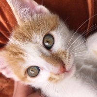 Tekir Kedi, Kedi  Tarçın fotoğrafı