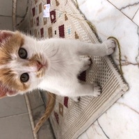 Tekir Kedi, Kedi  Tarçın fotoğrafı