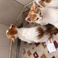 Tekir Kedi, Kedi  Tarçın fotoğrafı