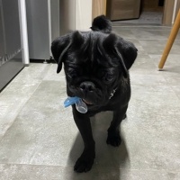 Pug, Köpek  Pera fotoğrafı