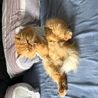 Chinchilla, Kedi  Limon fotoğrafı