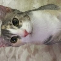 Sarman, Kedi  Mila fotoğrafı