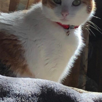 Laperm, Kedi  Mia fotoğrafı