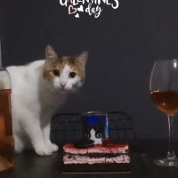 Laperm, Kedi  Mia fotoğrafı